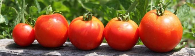 tomat segar di atas meja selalu jalan!