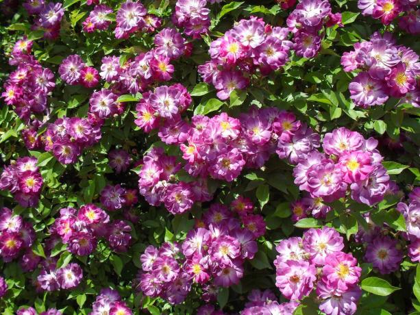 kebanggaan kebun saya - climbing varietas mawar Vilchenblau