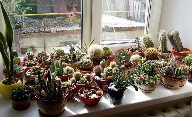 Koleksi kaktus pada jendela selatan