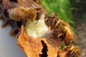 Royal Jelly: manfaat dan bahaya, penggunaan, kontraindikasi