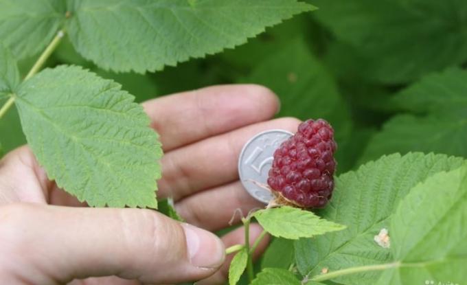 Sejumlah besar raspberry. Foto: habinfo.ru