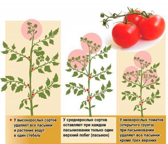 tomat Pasynkovanie memiliki beberapa skema | Sumber foto my-fasenda.ru