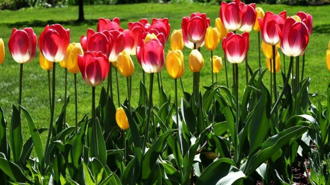 Tulip - salah satu simbol dari musim semi taman! Foto: wallpaperscraft.ru