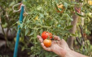 Mengapa tomat mekar deras, dan telah tumbuh sedikit buah.