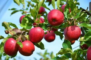 Bagaimana jika apel dan plum tidak berbuah?