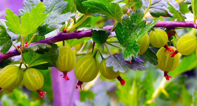 gooseberry hijau mendapatkan lezat "kerajaan" selai. Ya, resep disebut. foto oleh penulis