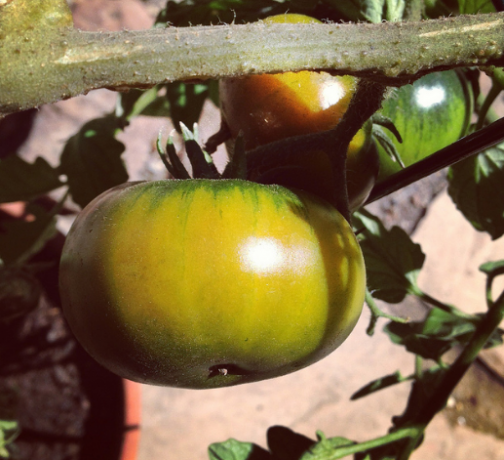 varietas buah warna zamrud hijau dengan warna kekuningan.