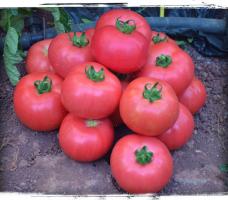6 varietas tomat besar dan berdaging