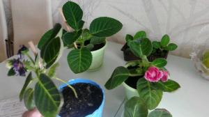 Alasan kurangnya berbunga di Gloxinia