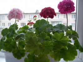 5 kesalahan dalam merawat geranium