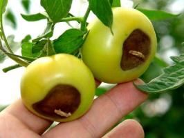 Blossom busuk tomat: Gejala dan Pengobatan