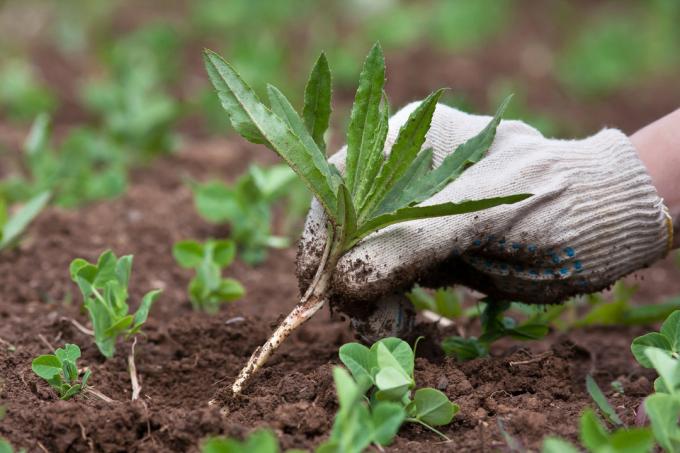 Say gulma "Selamat tinggal!", Menggunakan metode ini | Berkebun & Hortikultura