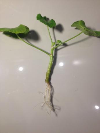 batang Geranium dengan akar (foto-Internet)