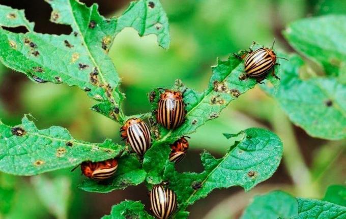 mustard penolak akan membantu menyingkirkan kumbang | ZikZak