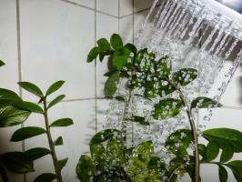 ♨ mandi air panas mengubah tanaman pot! Jika semuanya dilakukan dengan benar