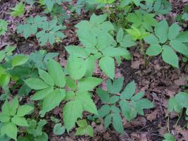 Bagaimana akhirnya menyingkirkan goutweed di kebun? Tips ahli agronomi M. Nikiforov