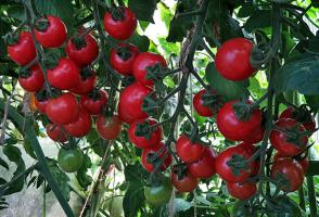 Bagaimana memberi makan tomat pada bulan Agustus untuk mematangkan lebih cepat dan lebih