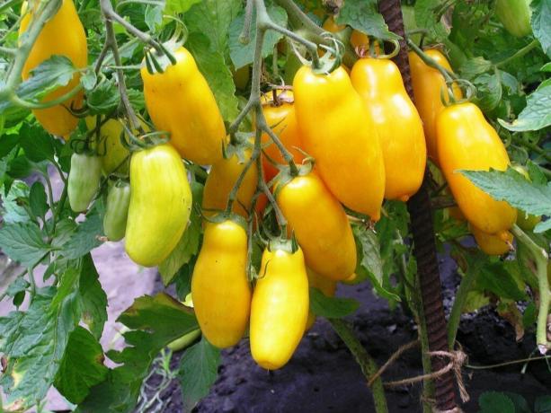 Dalam foto: tomat kultivar "Banana Feet", matang di kebun
