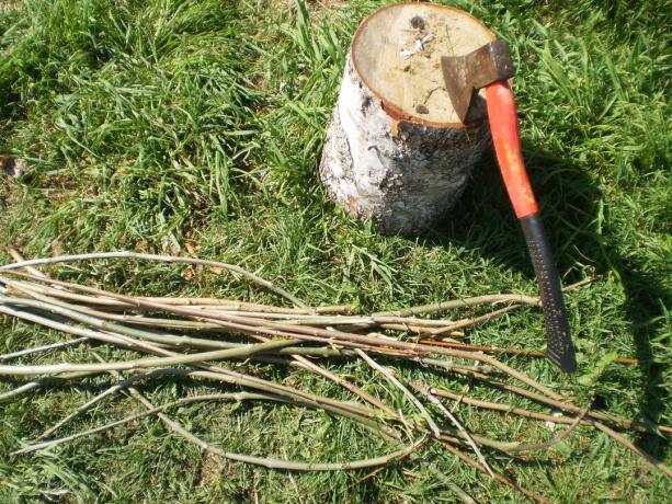 Masak tongkat ranting tunas muda abu dan maple