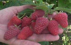 Raspberry pakan di musim semi, untuk berry tumbuh besar.