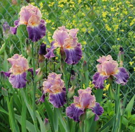 Iris bisa disebut bunga ilahi. Orang Yunani kuno bernama pabrik untuk menghormati dewi mereka Iris, yang turun dari surga di dunia fana di atas pelangi. Iris dan diterjemahkan sebagai "pelangi" Nanti ahli botani memutuskan untuk tidak apa-apa sentuhan dalam nama. Dan memang demikian!