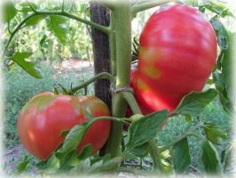 Tomat Madu. Pilihan untuk 2019