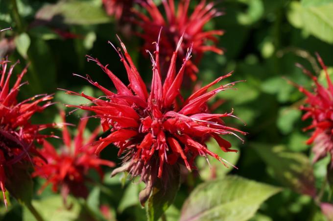 bunga merah dari Monarda