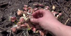 April - waktu untuk bawang putih musim dingin tanaman untuk kepala besar 300 gr.