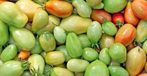 Sudah pada bulan Oktober, tapi tomat masih hijau? Bagaimana bisa mempercepat pematangan mereka?