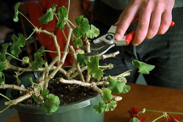 Jika Anda ingin "make friends" dengan geranium, Anda harus belajar untuk secara teratur memotongnya
