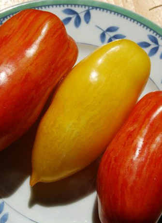 Varietas tomat pisang kaki (ditunjukkan kuning)
