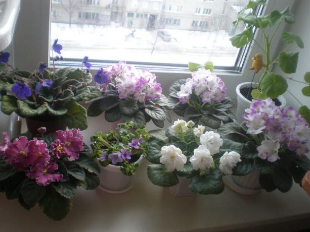 Langka varian: violet, berbunga di musim dingin. Lihat: http://ssdosug.ru