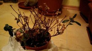 Mengapa azalea daun layu dan rontok, dan bagaimana untuk menyimpan tanaman?