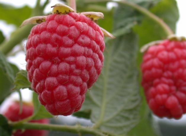 Batal raspberry (foto - frukti-yagodi.ru)