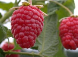 Raspberry adalah besar dan manis: 7 Rahasia perawatan untuk buah di kebun