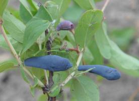 Varietas honeysuckle. Bagaimana memilih untuk memberikan?