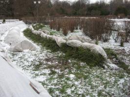 Cabang pohon cemara untuk berlindung untuk musim dingin: Bagaimana berbahaya dan bagaimana melakukannya