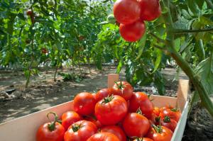 Cara menanam tanaman yang kaya tomat: daun kontrol