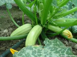 Cara mendapatkan 20 kg. zucchini 1 persegi. meteran setiap tahun