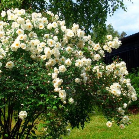 Delicate semak mawar putih