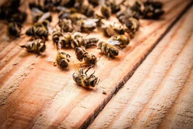 Kematian massal lebah di 2019 | ZikZak